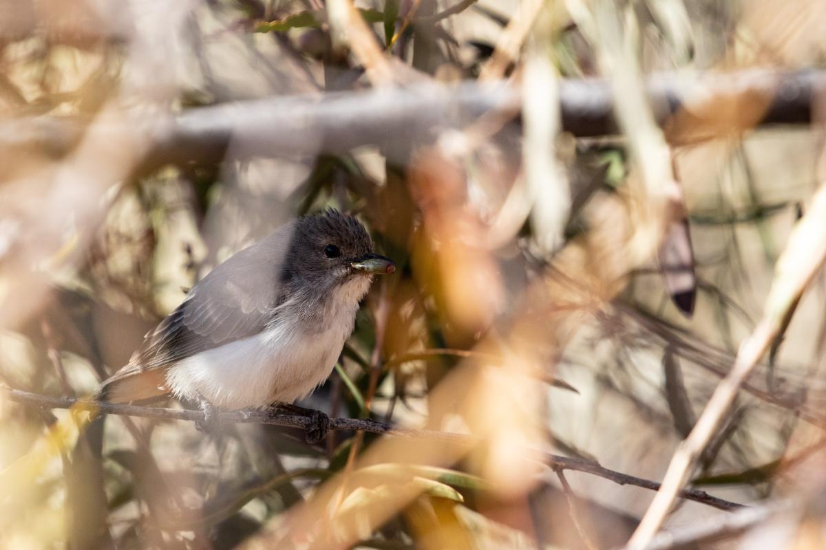 Jacky winter (Microeca fascinans)