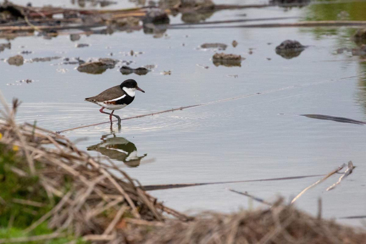 Red-kneed Dotterel (Erythrogonys cinctus), Point Wilson, Point Wilson, Victoria, Australia, 2018-10-07 Red-kneed Dotterel (Erythrogonys cinctus)