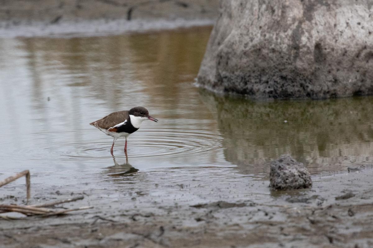 Red-kneed Dotterel (Erythrogonys cinctus), Point Wilson, Point Wilson, Victoria, Australia, 2018-10-07 Red-kneed Dotterel (Erythrogonys cinctus)