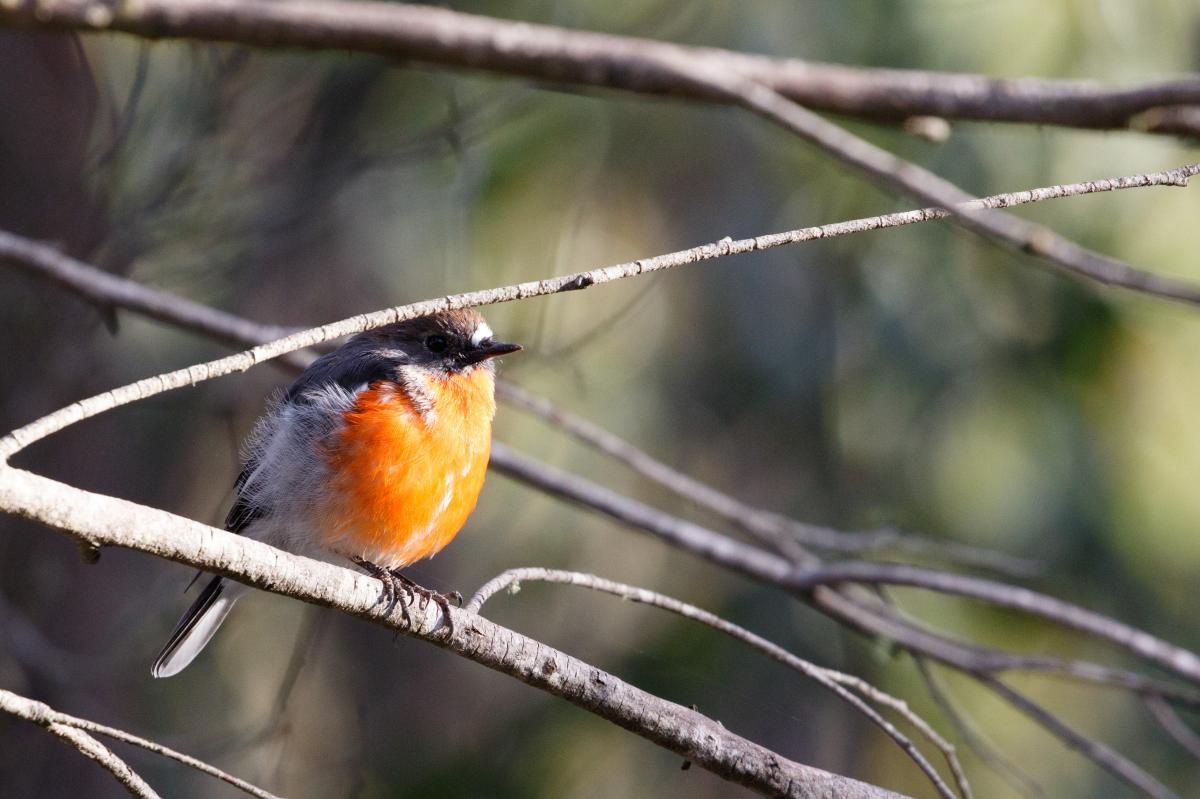Scarlet Robin (Petroica boodang), Victoria Falls Campground & Toil, Cobungra, Victoria, Australia, 2018-02-28 Scarlet Robin (Petroica boodang)