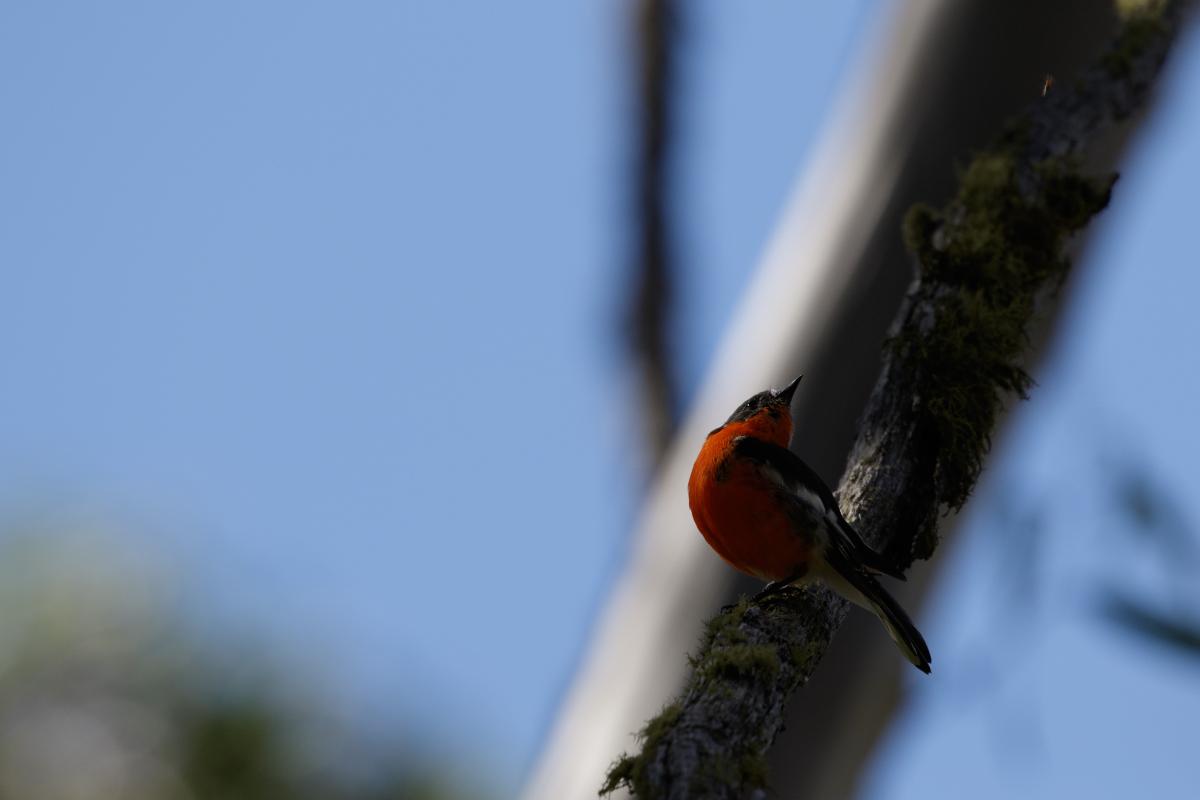 Scarlet Robin (Petroica boodang), Big Muster Drive, Dargo, Victoria, Australia, 2018-02-28 Scarlet Robin (Petroica boodang)