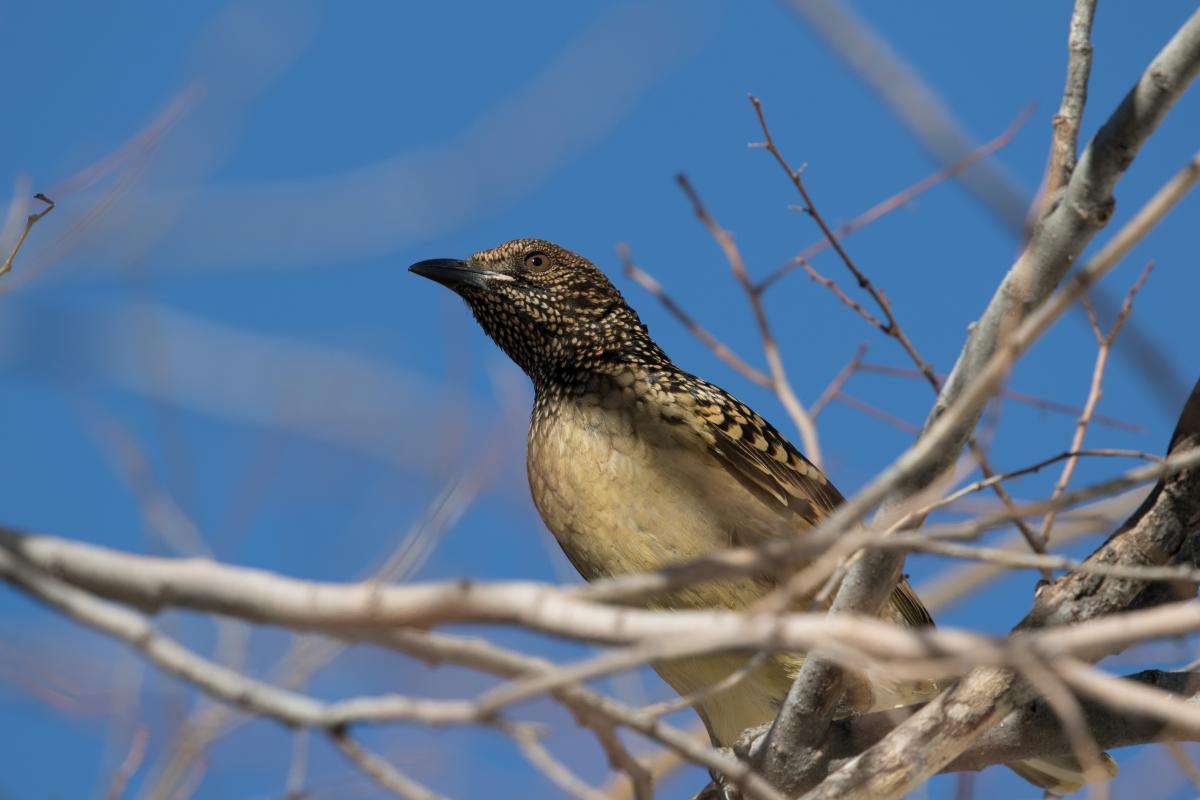 Spotted bowerbird (Chlamydera maculata), Alice Springs, Alice Springs, Northern Territory, Australia, 2018-07-23 Spotted bowerbird (Chlamydera maculata)