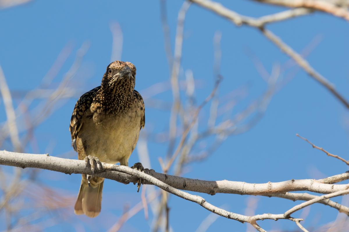 Spotted bowerbird (Chlamydera maculata), Alice Springs, Alice Springs, Northern Territory, Australia, 2018-07-23 Spotted bowerbird (Chlamydera maculata)