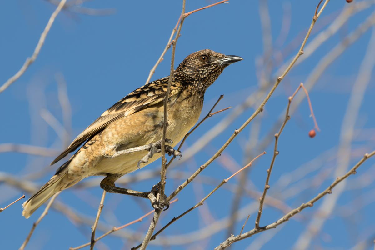 Spotted bowerbird (Chlamydera maculata), Alice Springs, Alice Springs, Northern Territory, Australia, 2018-07-23 Spotted bowerbird (Chlamydera maculata)