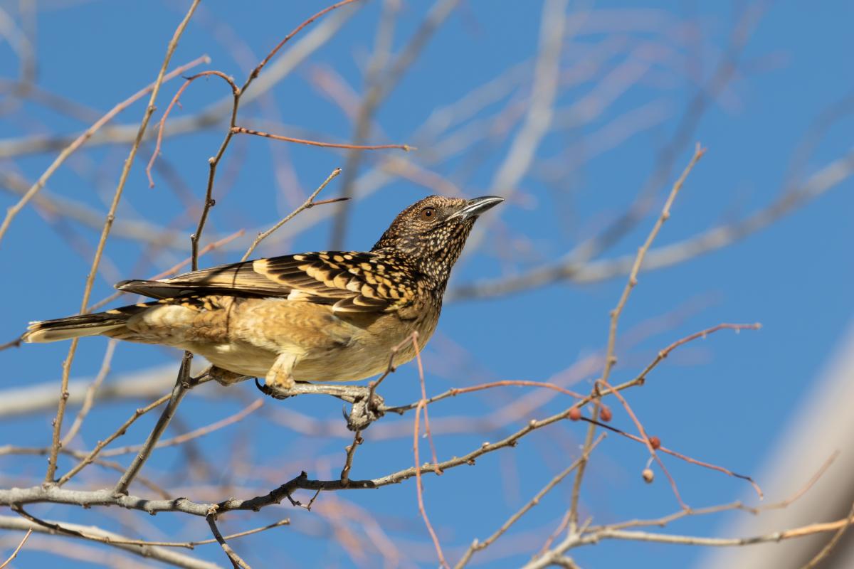 Spotted bowerbird (Chlamydera maculata), Alice Springs, Alice Springs, Northern Territory, Australia, 2018-07-23 Spotted bowerbird (Chlamydera maculata)