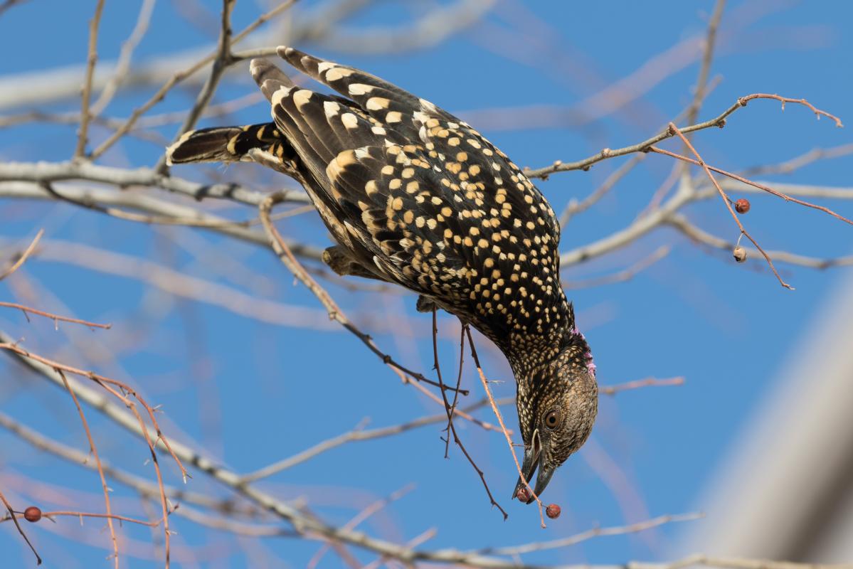 Spotted bowerbird (Chlamydera maculata), Alice Springs, Alice Springs, Northern Territory, Australia, 2018-07-23 Spotted bowerbird (Chlamydera maculata)