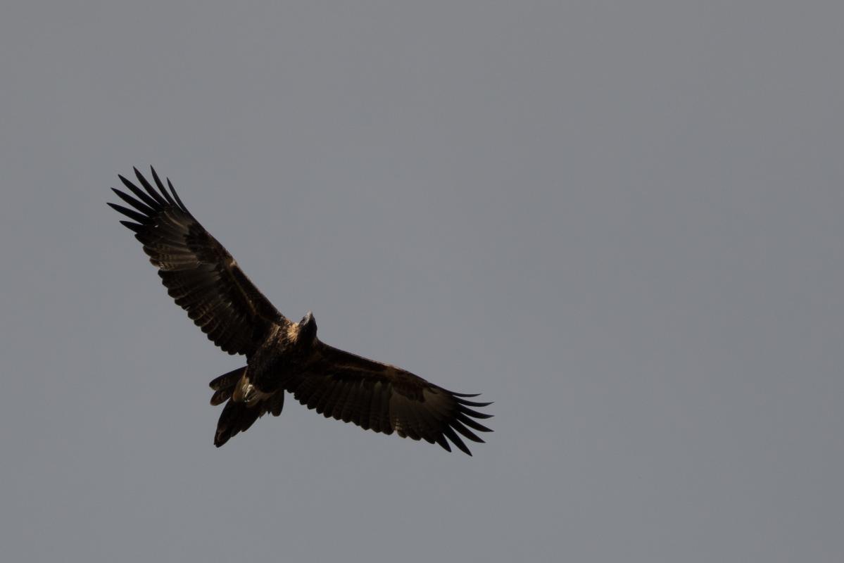 Wedge-tailed eagle (Aquila audax)