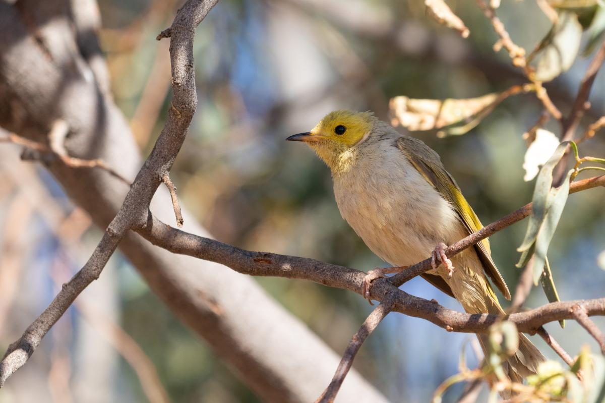 White-plumed Honeyeater (Lichenostomus penicillatus), Larapinta Drive, Petermann, Northern Territory, Australia, 2018-07-22 White-plumed Honeyeater (Lichenostomus penicillatus)