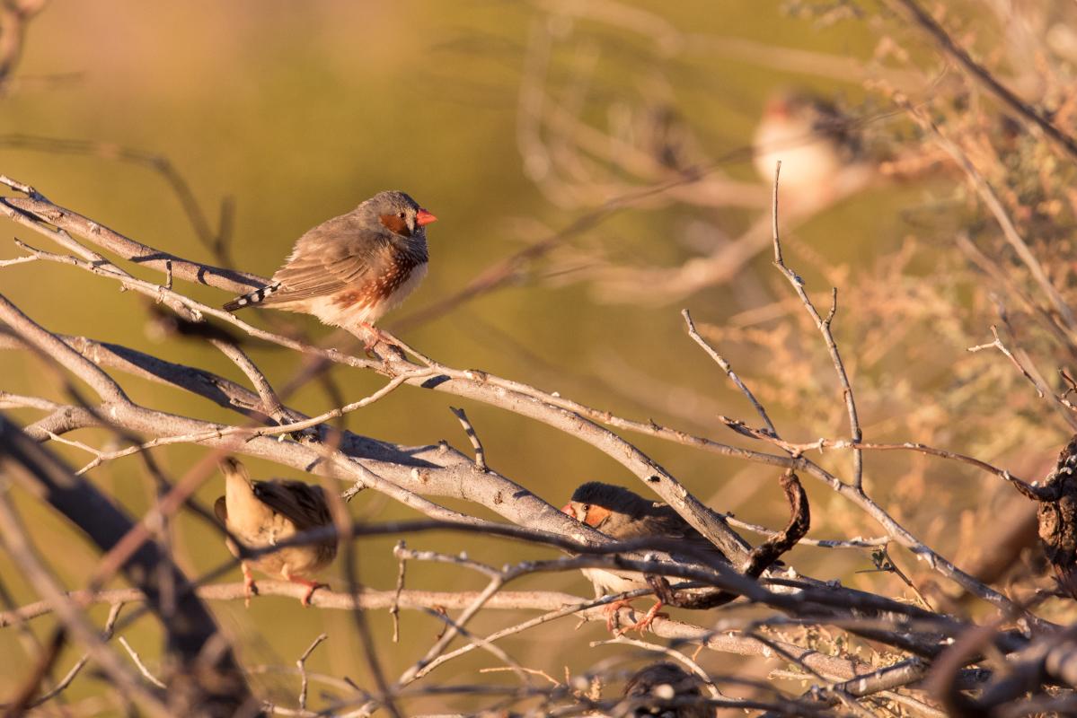 Zebra Finch (Taeniopygia guttata), Lasseter Highway, Petermann, Northern Territory, Australia, 2018-07-20 Zebra Finch (Taeniopygia guttata)