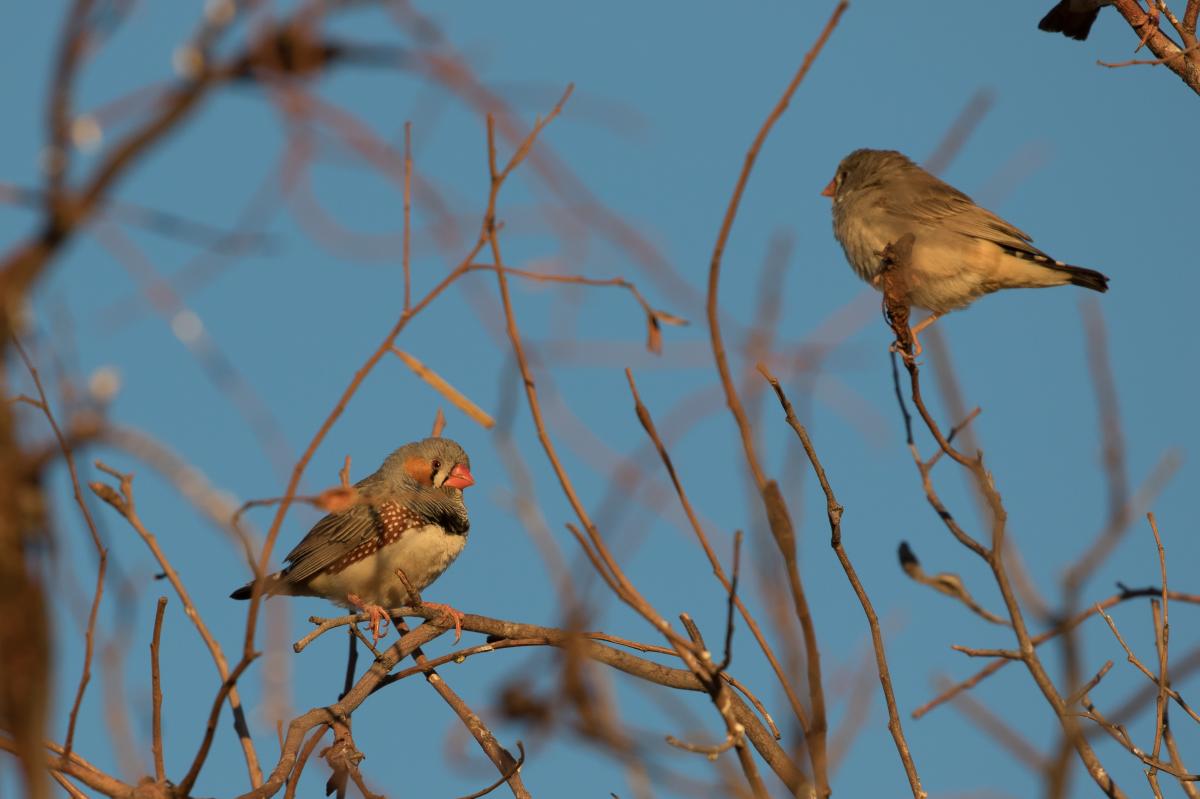 Zebra Finch (Taeniopygia guttata), Lasseter Highway, Petermann, Northern Territory, Australia, 2018-07-20 Zebra Finch (Taeniopygia guttata)