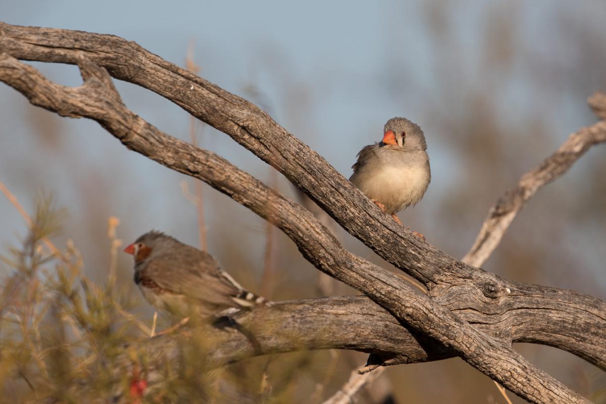 Zebra Finch (Taeniopygia guttata), Larapinta Drive, Petermann, Northern Territory, Australia, 2018-07-22 Zebra Finch (Taeniopygia guttata)