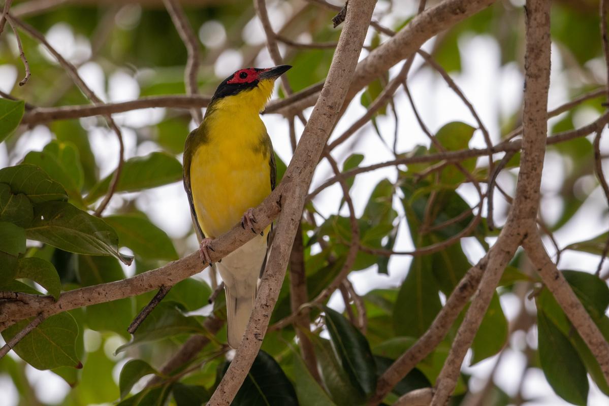Australasian Figbird (Sphecotheres vieilloti), Litchfield Park, Litchfield Park, Northern Territory, Australia, 2019-05-09 Australasian Figbird (Sphecotheres vieilloti)