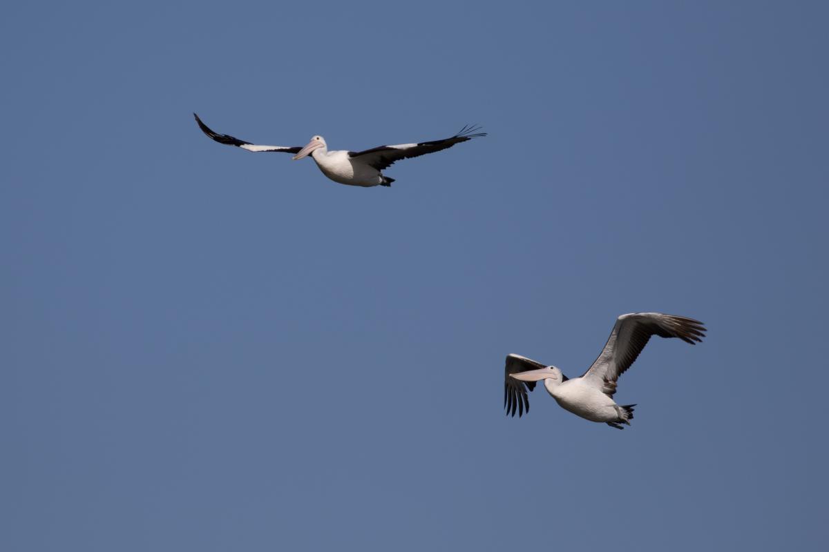 Australian Pelican (Pelecanus conspicillatus)
