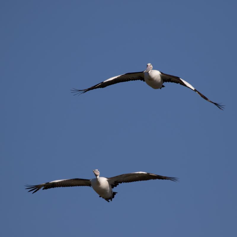 Australian Pelican (Pelecanus conspicillatus)