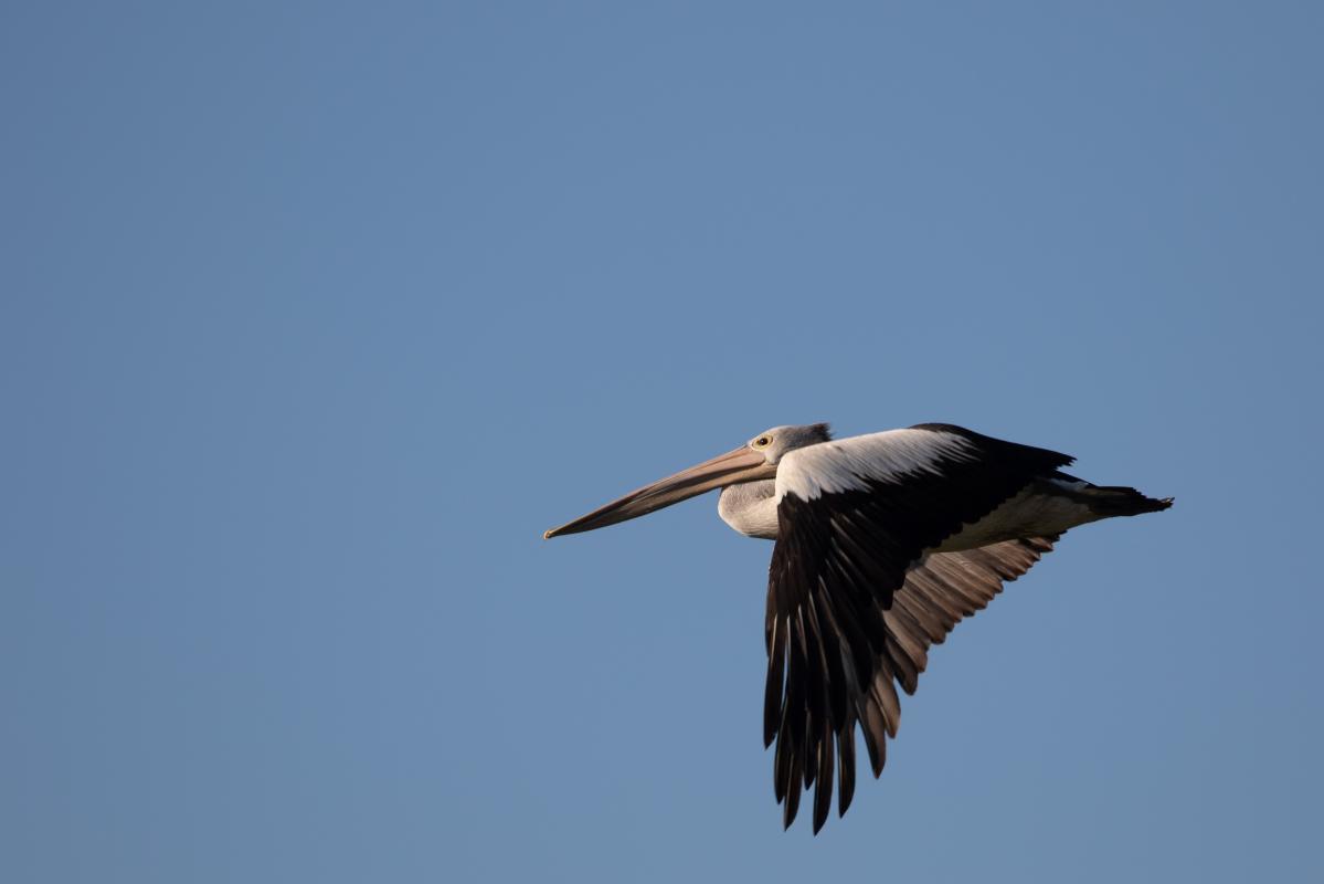 Australian Pelican (Pelecanus conspicillatus)