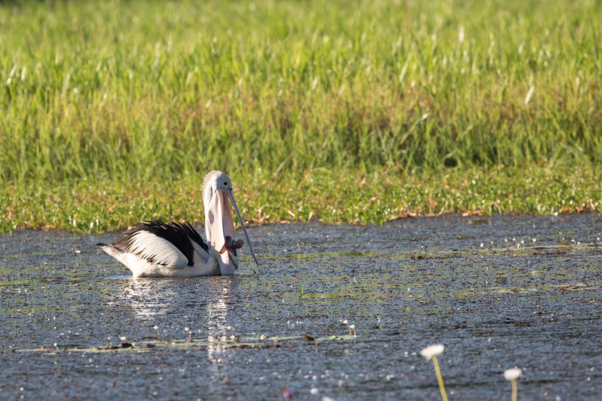 Australian Pelican (Pelecanus conspicillatus)