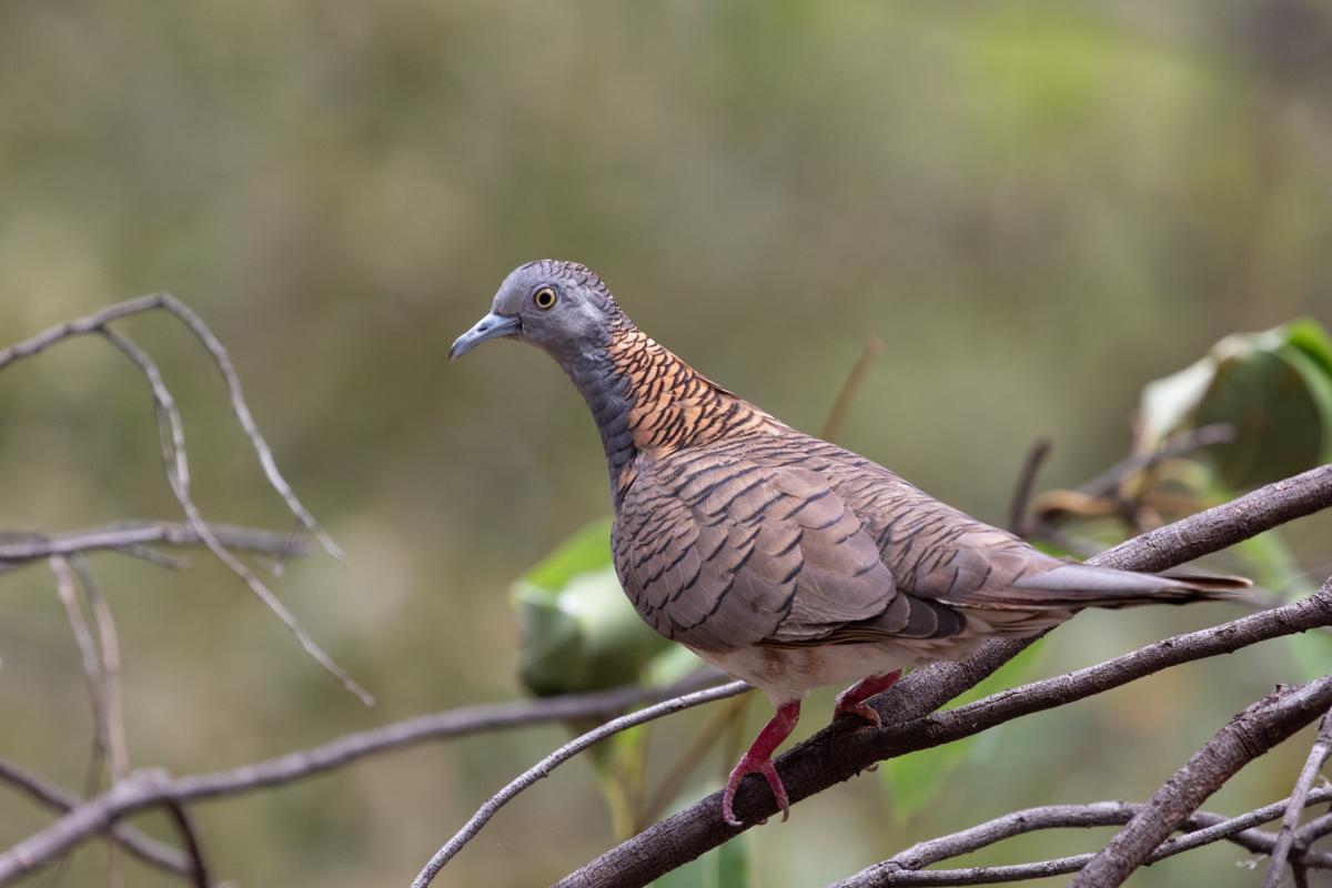 Bar-shouldered Dove (Geopelia humeralis)