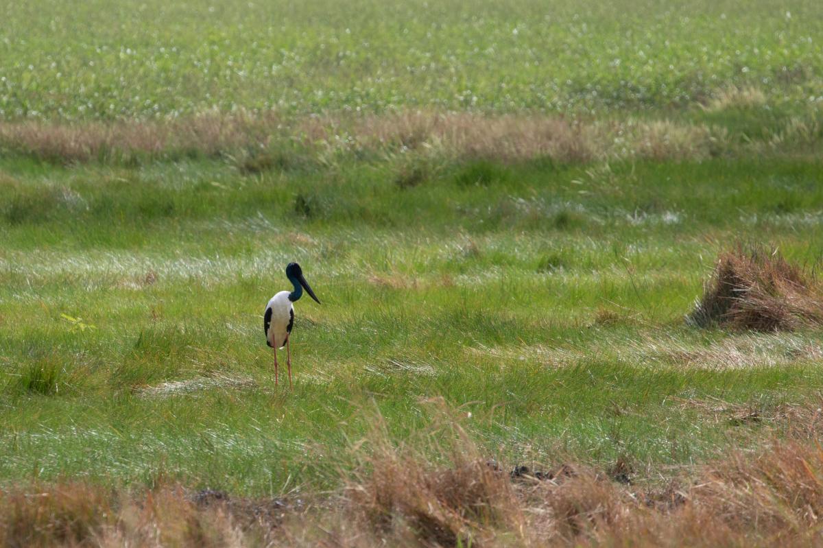 Black-necked stork (Ephippiorhynchus asiaticus), Middle Point, Middle Point, Northern Territory, Australia, 2019-05-17 Black-necked stork (Ephippiorhynchus asiaticus)