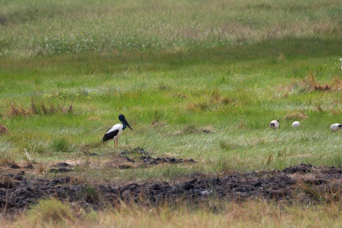 Black-necked stork (Ephippiorhynchus asiaticus), Middle Point, Middle Point, Northern Territory, Australia, 2019-05-17 Black-necked stork (Ephippiorhynchus asiaticus)