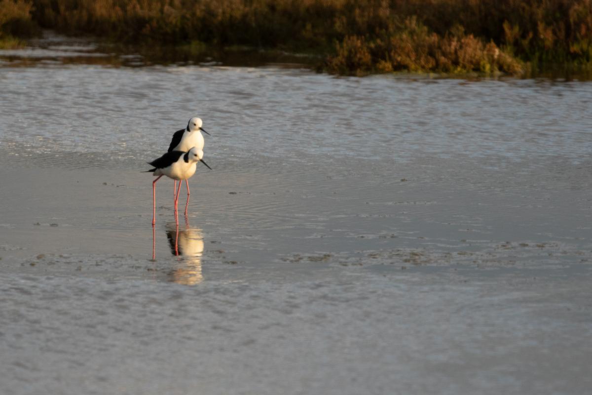 Black-winged Stilt, Pied Stilt (Himantopus himantopus)