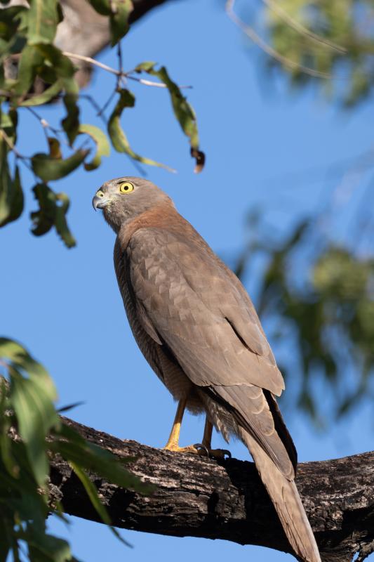 Brown goshawk (Accipiter fasciatus)