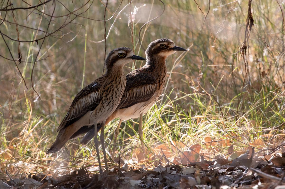 Bush Thick-knee (Burhinus grallarius)