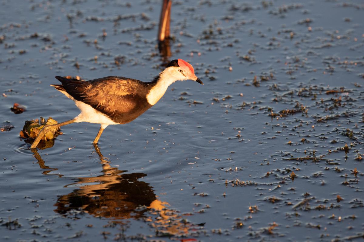 Comb-crested jacana (Irediparra gallinacea)