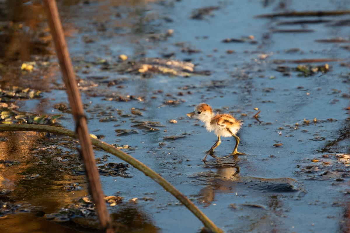 Comb-crested jacana (Irediparra gallinacea)