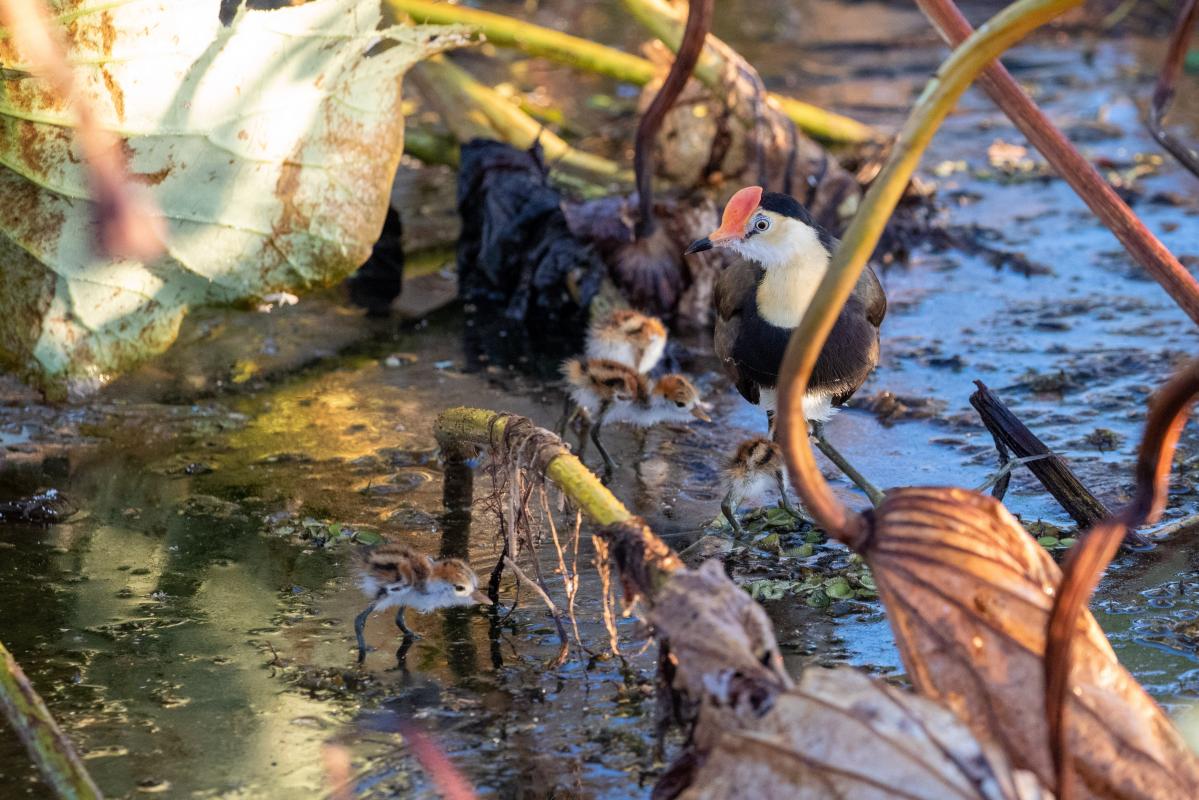 Comb-crested jacana (Irediparra gallinacea)