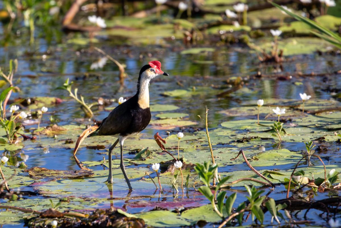 Comb-crested jacana (Irediparra gallinacea)
