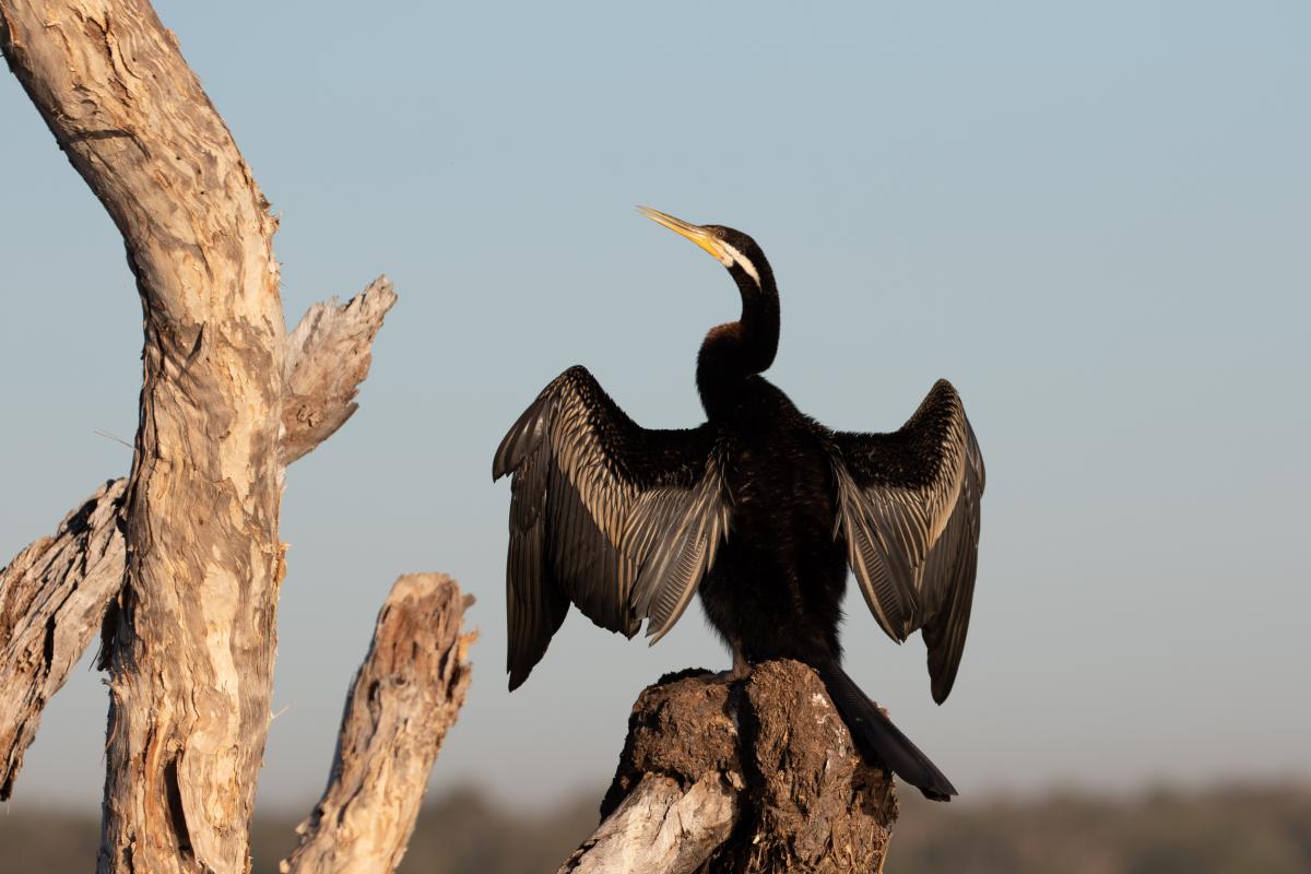 Darter (Anhinga novaehollandiae)