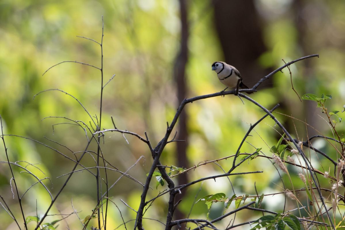 Double-barred finch (Taeniopygia bichenovii), Nitmiluk, Nitmiluk, Northern Territory, Australia, 2019-05-11 Double-barred finch (Taeniopygia bichenovii)