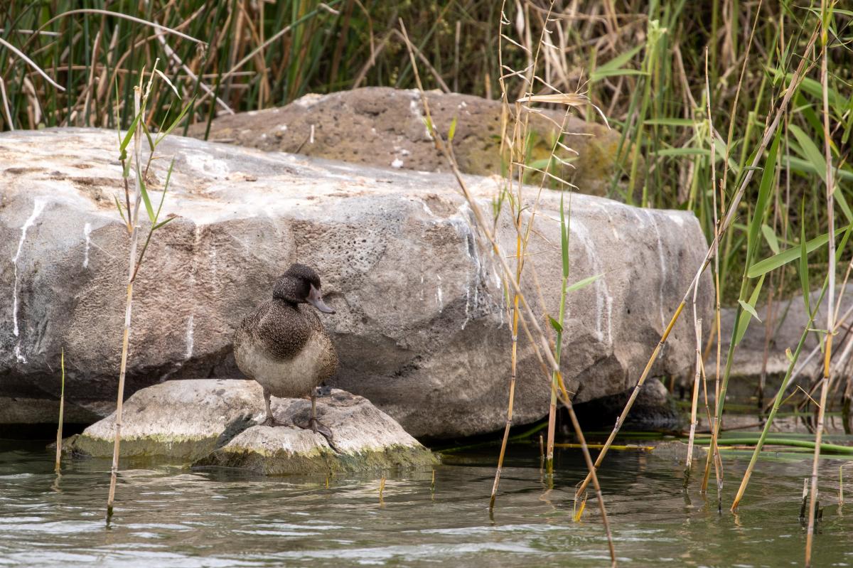 Freckled Duck (Stictonetta naevosa)