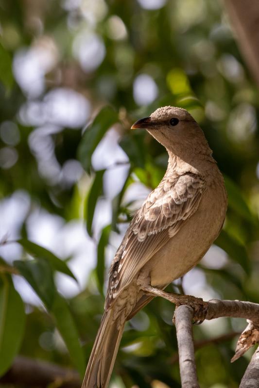 Great bowerbird (Chlamydera nuchalis), Katherine, Katherine, Northern Territory, Australia, 2019-05-11 Great bowerbird (Chlamydera nuchalis)