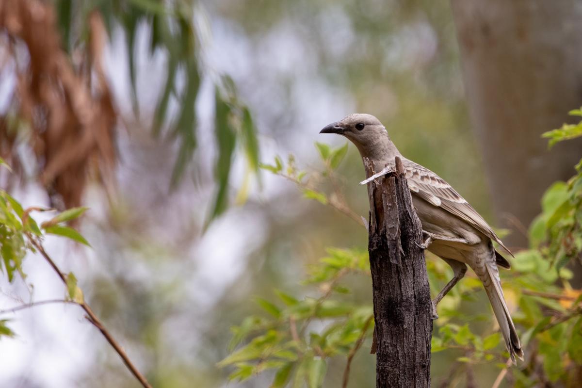 Great bowerbird (Chlamydera nuchalis), Nitmiluk, Nitmiluk, Northern Territory, Australia, 2019-05-11 Great bowerbird (Chlamydera nuchalis)