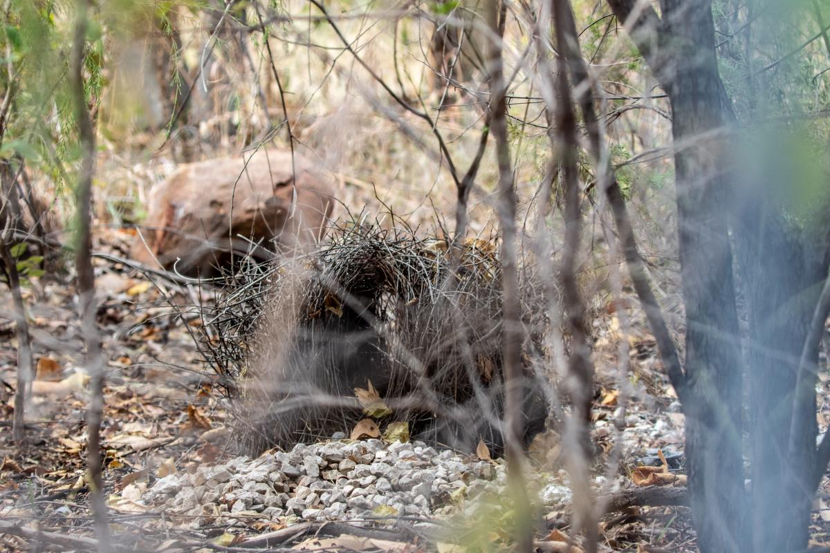 Great bowerbird (Chlamydera nuchalis), Nitmiluk, Nitmiluk, Northern Territory, Australia, 2019-05-11 Great bowerbird (Chlamydera nuchalis)