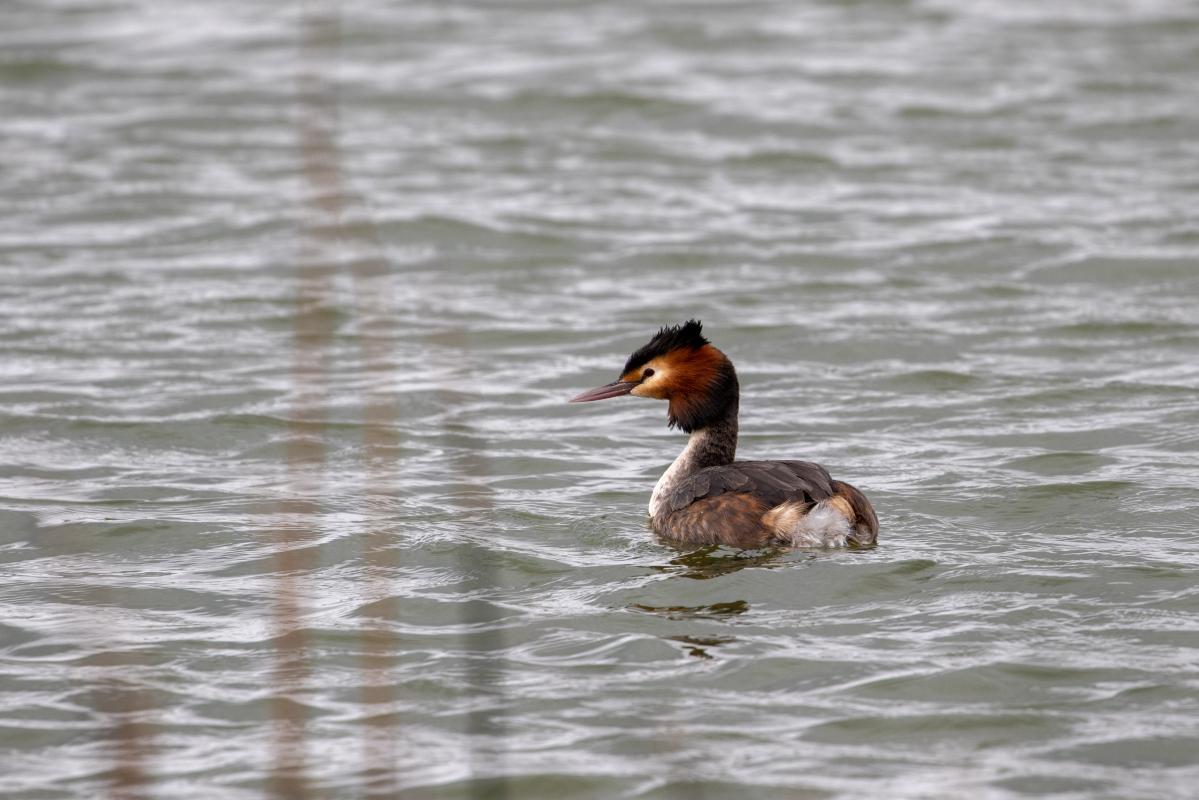 Great Crested Grebe (Podiceps cristatus)