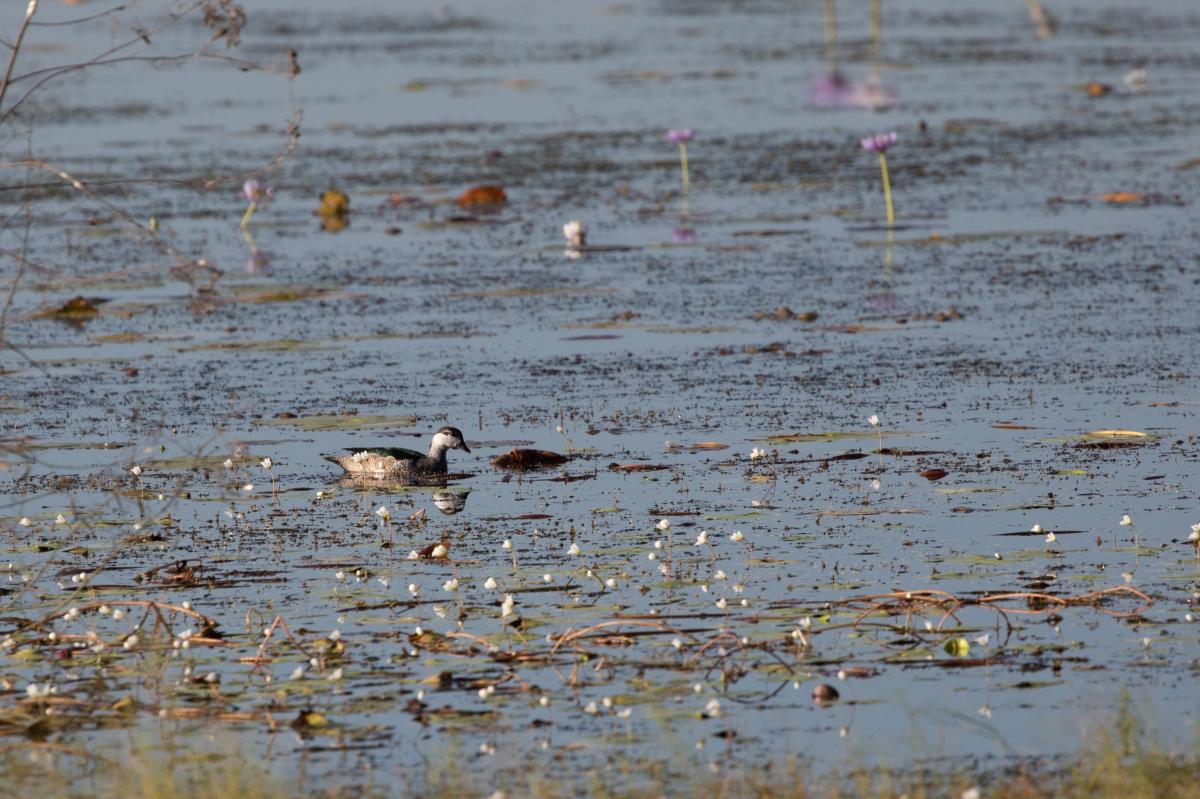 Green pygmy goose (Nettapus pulchellus)