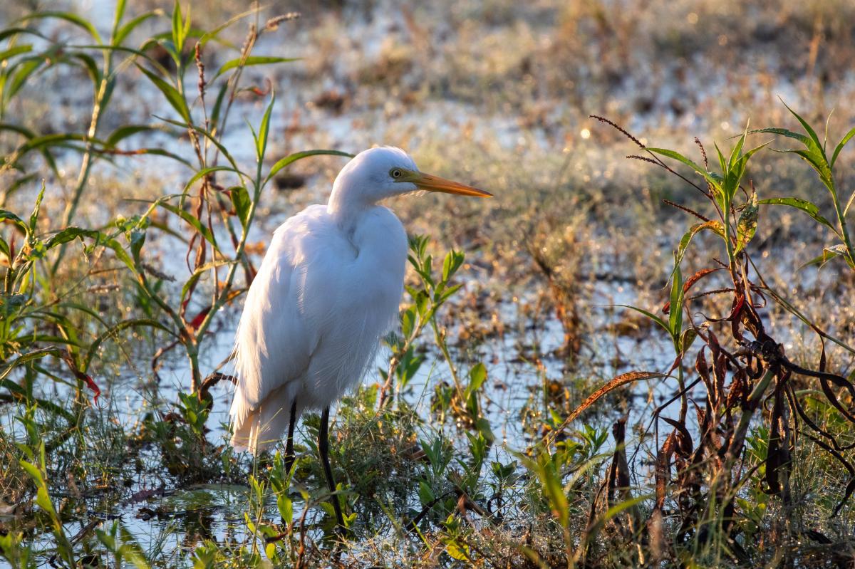 Intermediate egret (Ardea intermedia)