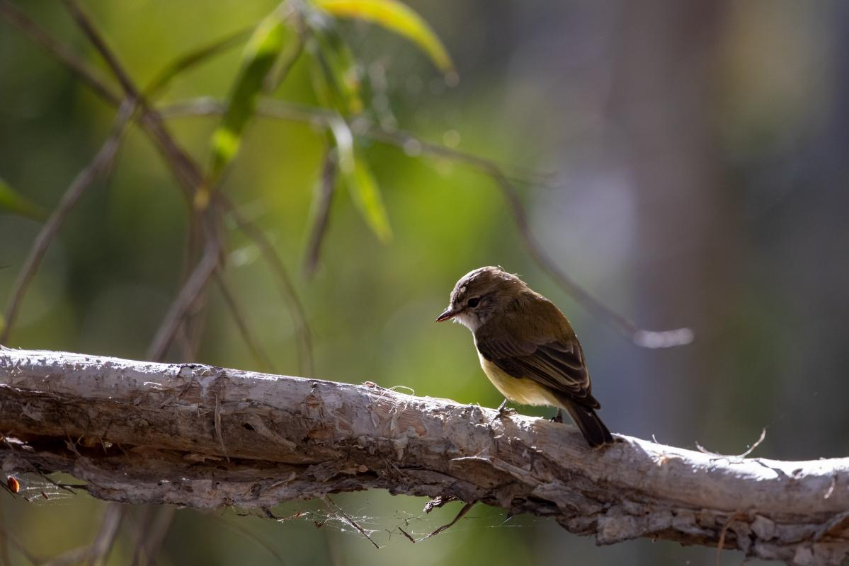 Lemon-bellied flyrobin (Microeca flavigaster)