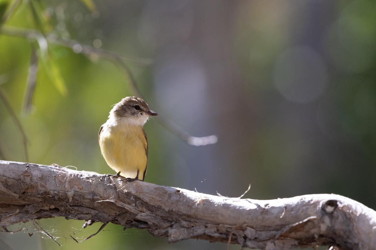 Lemon-bellied flyrobin (Microeca flavigaster)