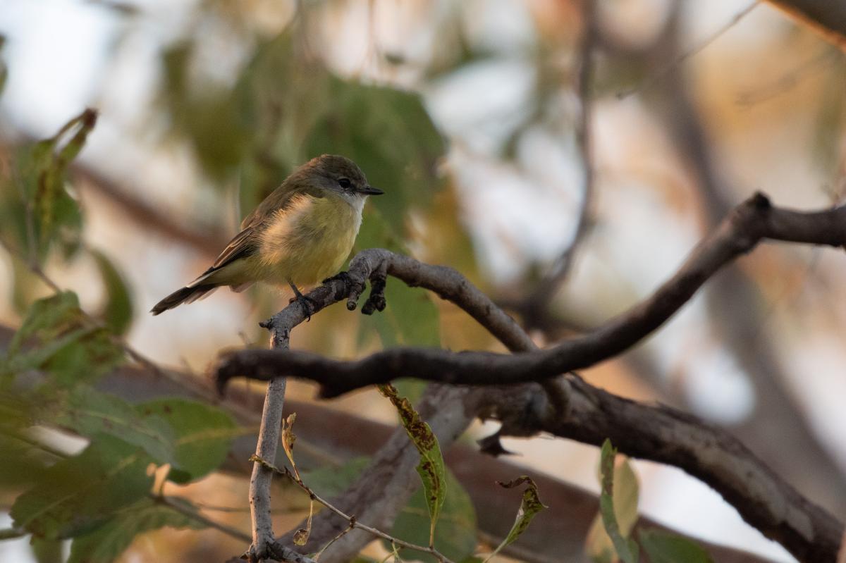 Lemon-bellied flyrobin (Microeca flavigaster)
