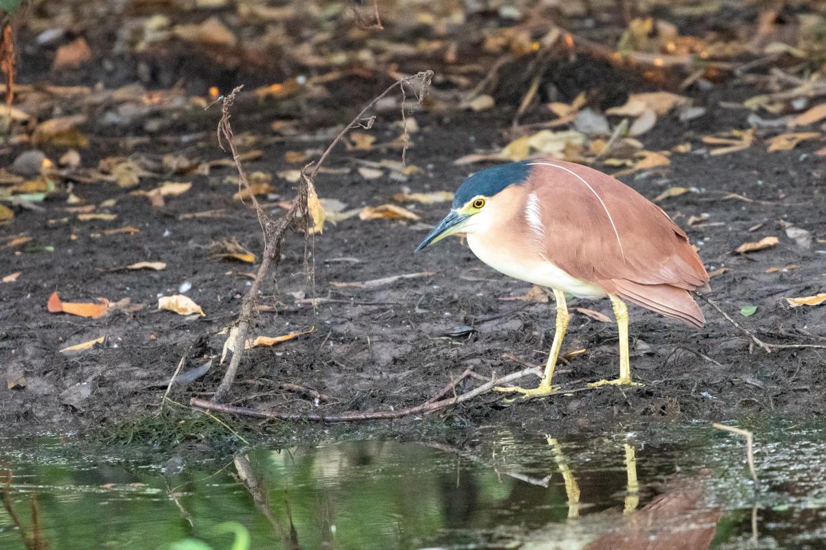 Nankeen Night Heron (Nycticorax caledonicus)