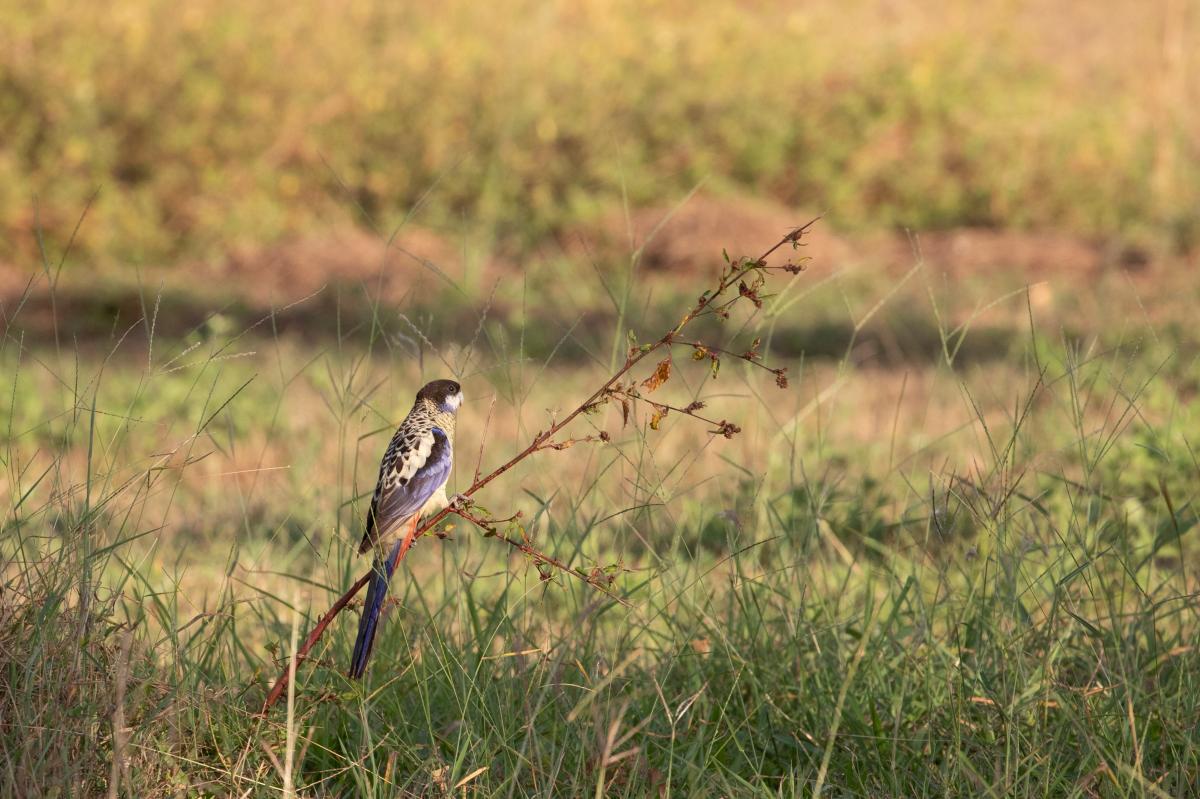 Northern rosella (Platycercus venustus), Pine Creek, Pine Creek, Northern Territory, Australia, 2019-05-11 Northern rosella (Platycercus venustus)