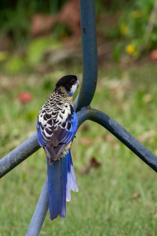 Northern rosella (Platycercus venustus), Pine Creek, Pine Creek, Northern Territory, Australia, 2019-05-11 Northern rosella (Platycercus venustus)