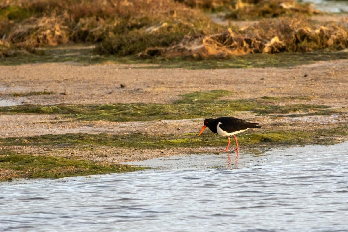 Pied Oystercatcher (Haematopus longirostris), Point Wilson, Point Wilson, Victoria, Australia, 2019-09-22 Pied Oystercatcher (Haematopus longirostris)