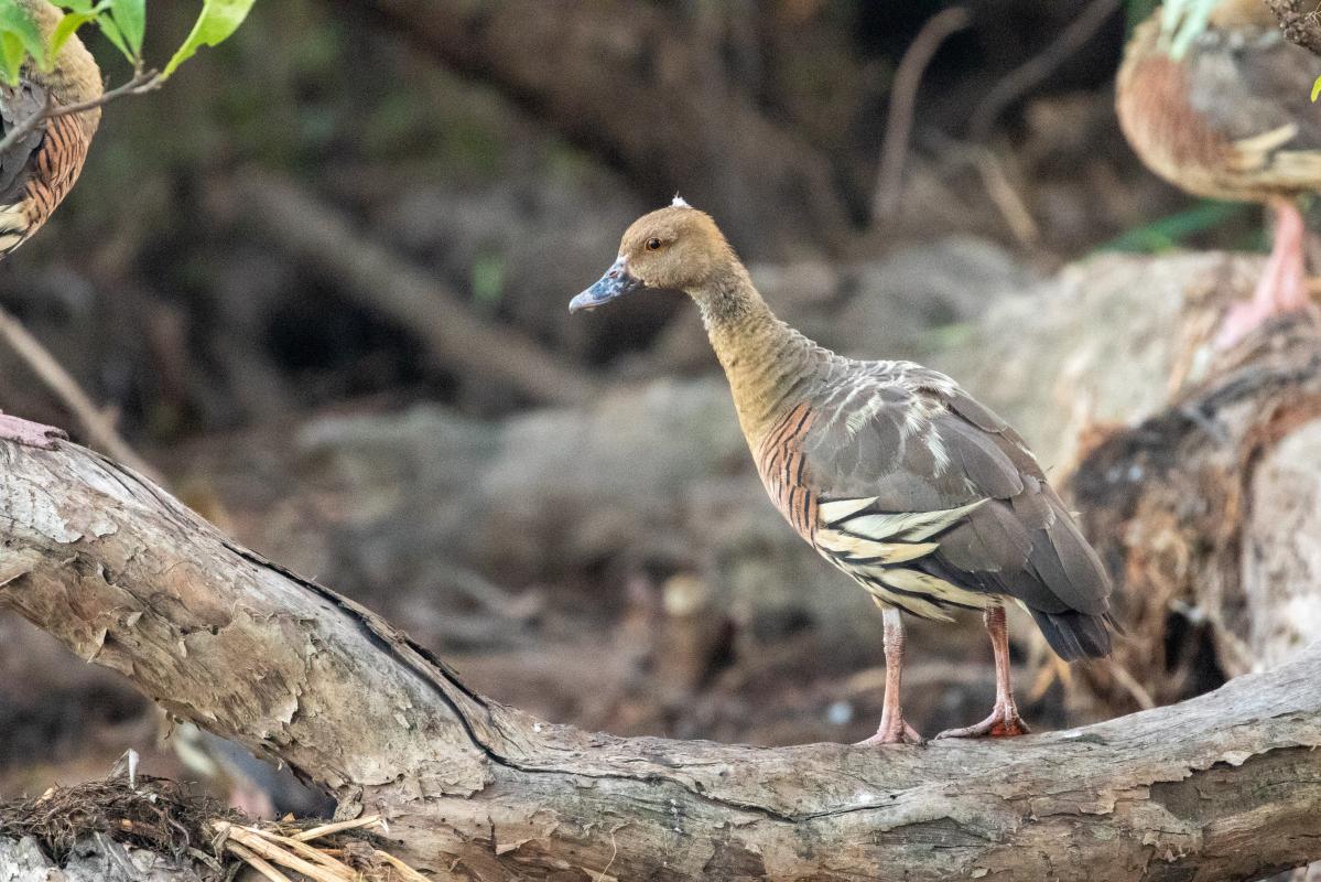 Plumed whistling duck (Dendrocygna eytoni)