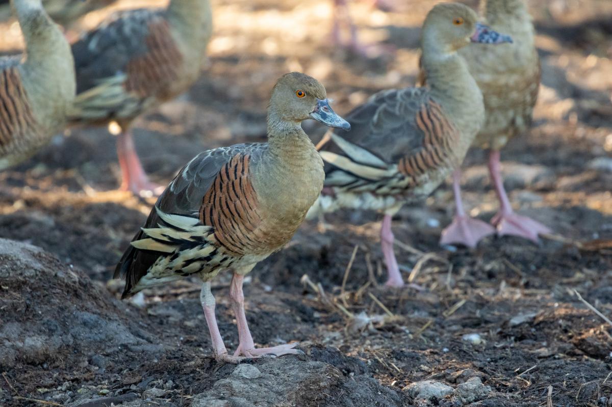 Plumed whistling duck (Dendrocygna eytoni)