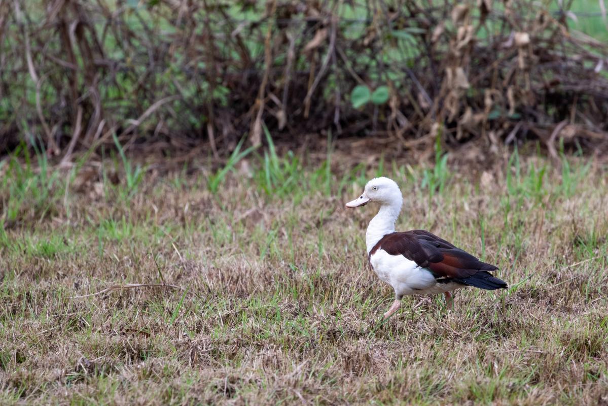 Radjah shelduck (Radjah radjah)