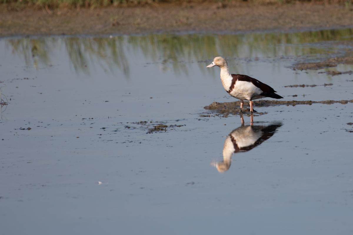 Radjah shelduck (Radjah radjah)